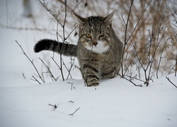 Kot, Śnieg, Trawy