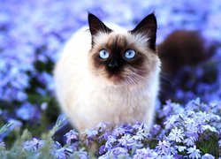 Kot syjamski w kwiatach