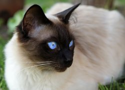 Kot syjamski z niebieskimi oczami