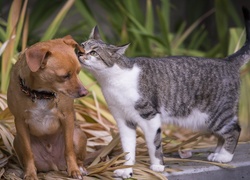 Kot szepcze coś psu na ucho