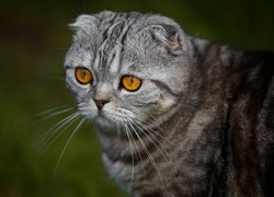 Kot szkocki zwisłouchy z miodowymi oczami