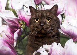 Kot w kwiatach magnolii