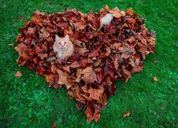 Kot w sercu z liści