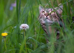 Kot w trawie patrzący w górę