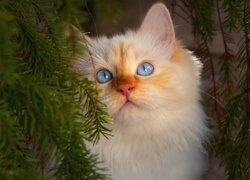 Kot z błękitnymi oczami