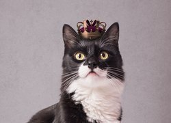 Kot z koroną