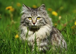 Kot z miodowymi oczami w trawie