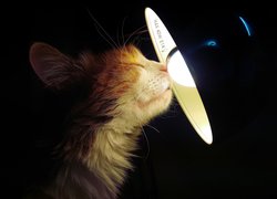 Kot z mordką przy lampie