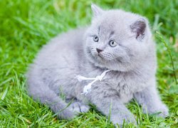 Kotek brytyjski krótkowłosy na trawie
