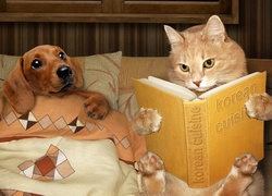 Pies, Kot, Książka, Śmieszne