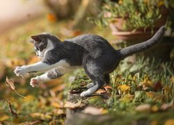 Kotek łapiący liście
