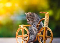 Kotek na drewnianym rowerku