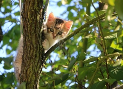 Kotek na drzewie pośród liści