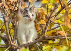 Kotek na drzewie