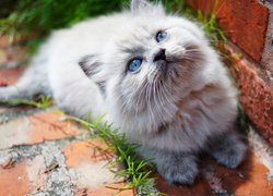 Kot, Niebieskie, Oczy, Murek, Trawa