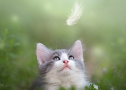 Kotek obserwujący spadające piórko