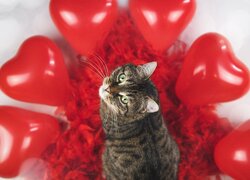Kotek pośród balonów w kształcie serca