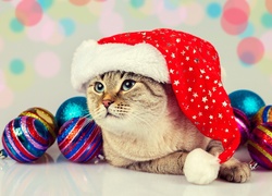 Kotek w czapce Mikołaja między świątecznymi bombkami