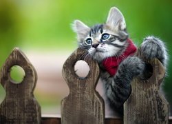Kotek w czerwonym szaliku na płocie