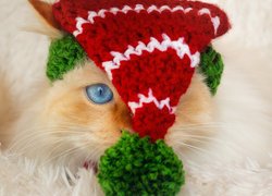Kot, Dzianinowa, Czapka, Pompon