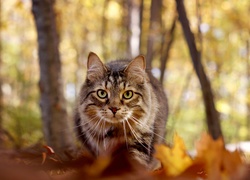 Kot, Morda, Jesień, Liście, Drzewa