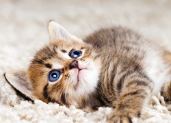 Kotek z niebieskimi oczami leżący na dywanie