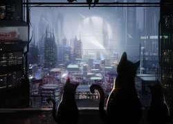 Koty patrzące na miasto przez okno