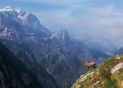 Góry, Alpy Julijskie, Góra Bovski Gamsovec, Zbocze, Koza górska, Słowenia