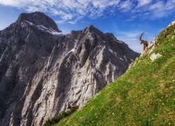 Koziorożce alpejskie na zboczu góry z widokiem na górę Triglav