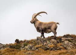 Koziorożec alpejski, Wzgórze