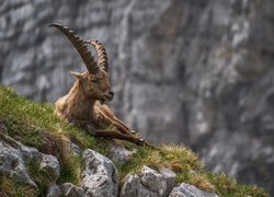 Koziorożec alpejski na skale porośniętej trawą