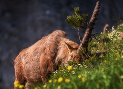 Koziorożec alpejski na trawie