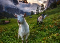 Szwajcaria, Alpy Berneńskie, Dolina Lauterbrunnen, Kozy