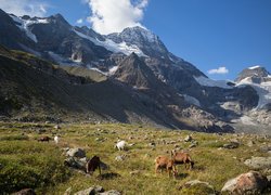Szwajcaria, Góry, Alpy, Dolina Lauterbrunnental, Trawa, Kamienie, Zwierzęta, Kozy