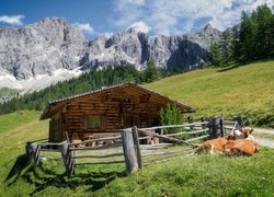 Austria, Gmina Ramsau am Dachstein, Góry Alpy Salzburskie, Masyw  Dachstein, Drewniany, Domek, Krowy