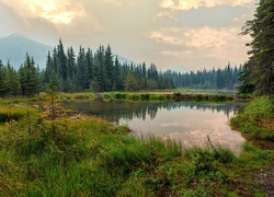 Stany Zjednoczone, Alaska, Park Narodowy Denali, Lasy, Jezioro, Trawa, Góry, Drzewa