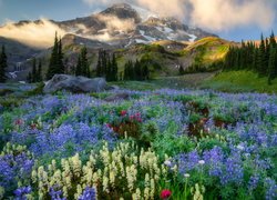 Stany Zjednoczone, Stan Waszyngton, Góry Kaskadowe, Park Narodowy Mount Rainier, Łąka, Łubin, Mgła, Drzewa