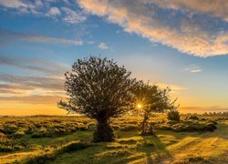 Krajobraz Parku Narodowego New Forest w Anglii o wschodzie słońca