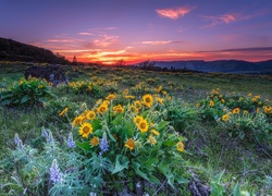 Stany Zjednoczone, Stan Oregon, Park stanowy Mayer State Park, Łąka, Słoneczniki, Łubin, Zachód słońca