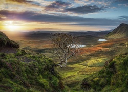 Szkocja, Quiraing, Wzgórza, Drzewo, Wschód słońca