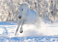 Krajobraz z koniem biegnącym po śniegu na tle zimowego lasu
