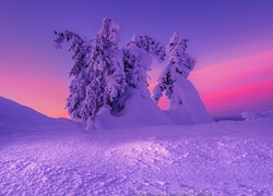 Krajobraz zimowych gór z zaśnieżonymi świerkami