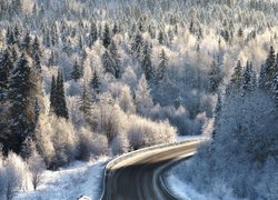 Kręta droga przez las zimą