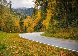 Kręta droga w jesiennym lesie Parku Narodowego Great Smoky Mountains w Stanach Zjednoczonych
