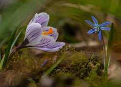 Krokus i cebulica syberyjska