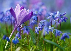 Kwiaty, Krokus, Cebulice syberyjskie, Trawa, Rozmycie