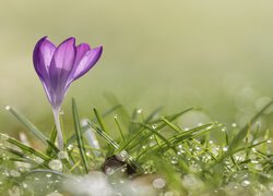 Krokus w trawie pokrytej rosą