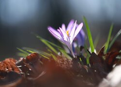 Krokus w trawie wśród suchych liści