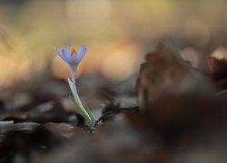 Krokus, Kwiat, Zbliżenie