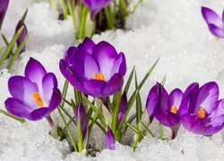 Krokusy fioletowe w śniegu